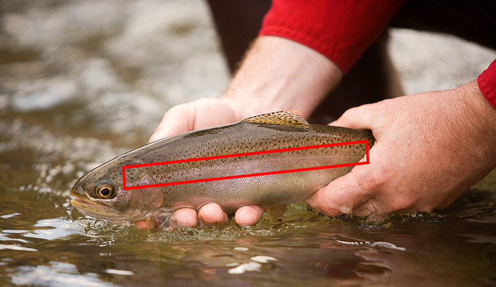 生吃三文鱼腥不腥,三文鱼怎样吃更好吃更简单