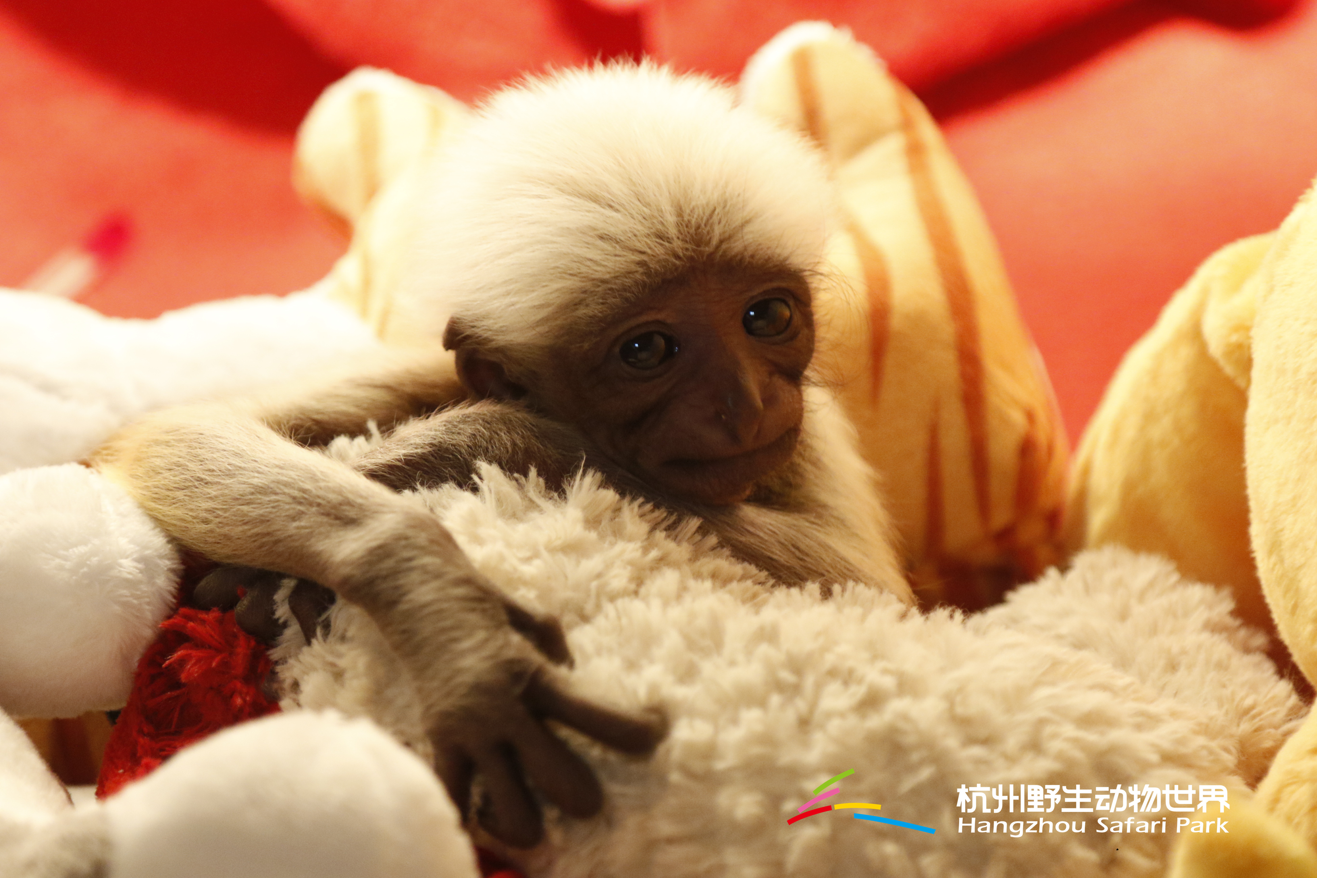 长臂猿女生,长臂猿女孩