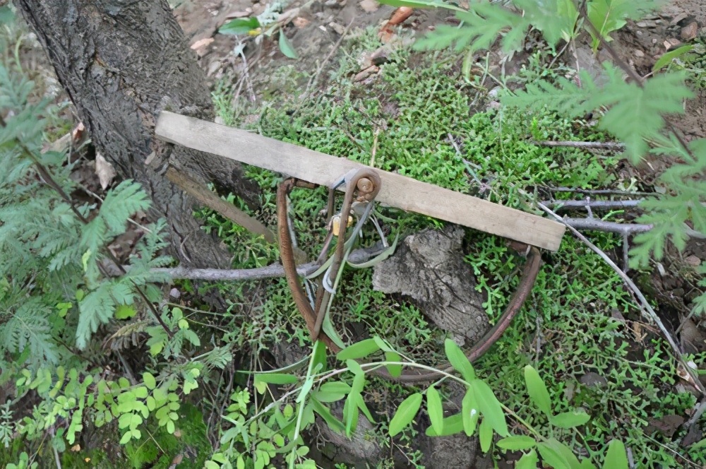 抓一只野兔会怎么处罚,抓一只野兔怎样处罚