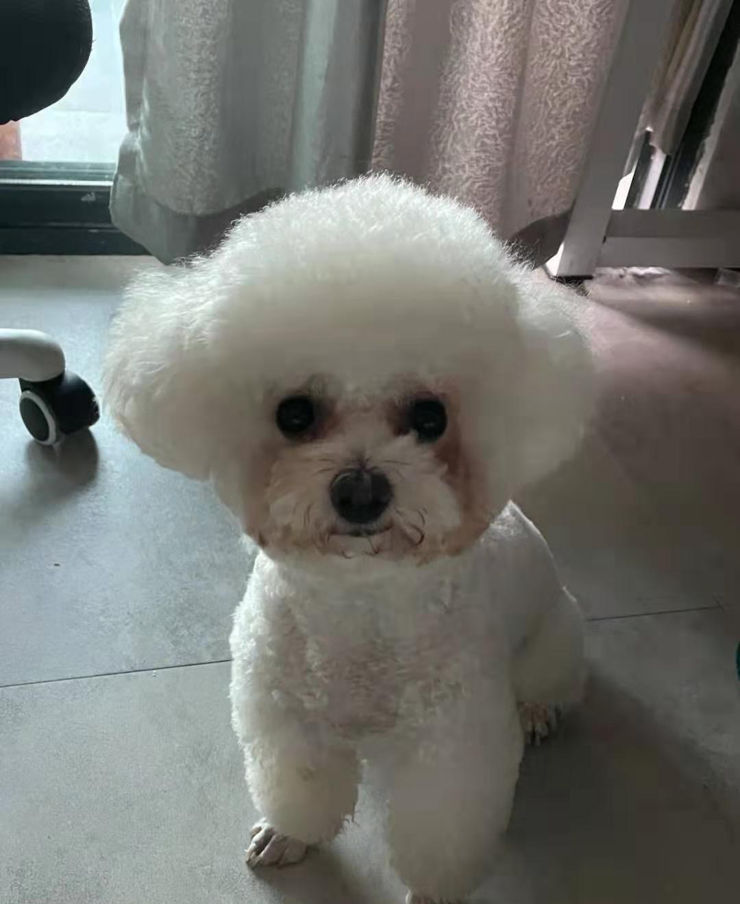 比熊真有那么笨吗,比熊犬的优点和缺点