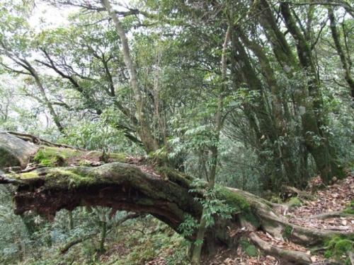 中江有个阳平关，人们感兴趣的是南北朝时期一道士——他要当蜀王