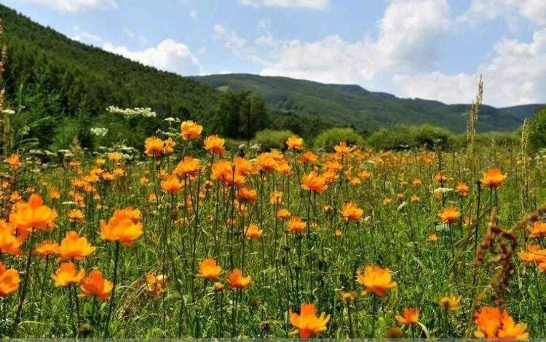 金莲花长什么样,植物百科月季花