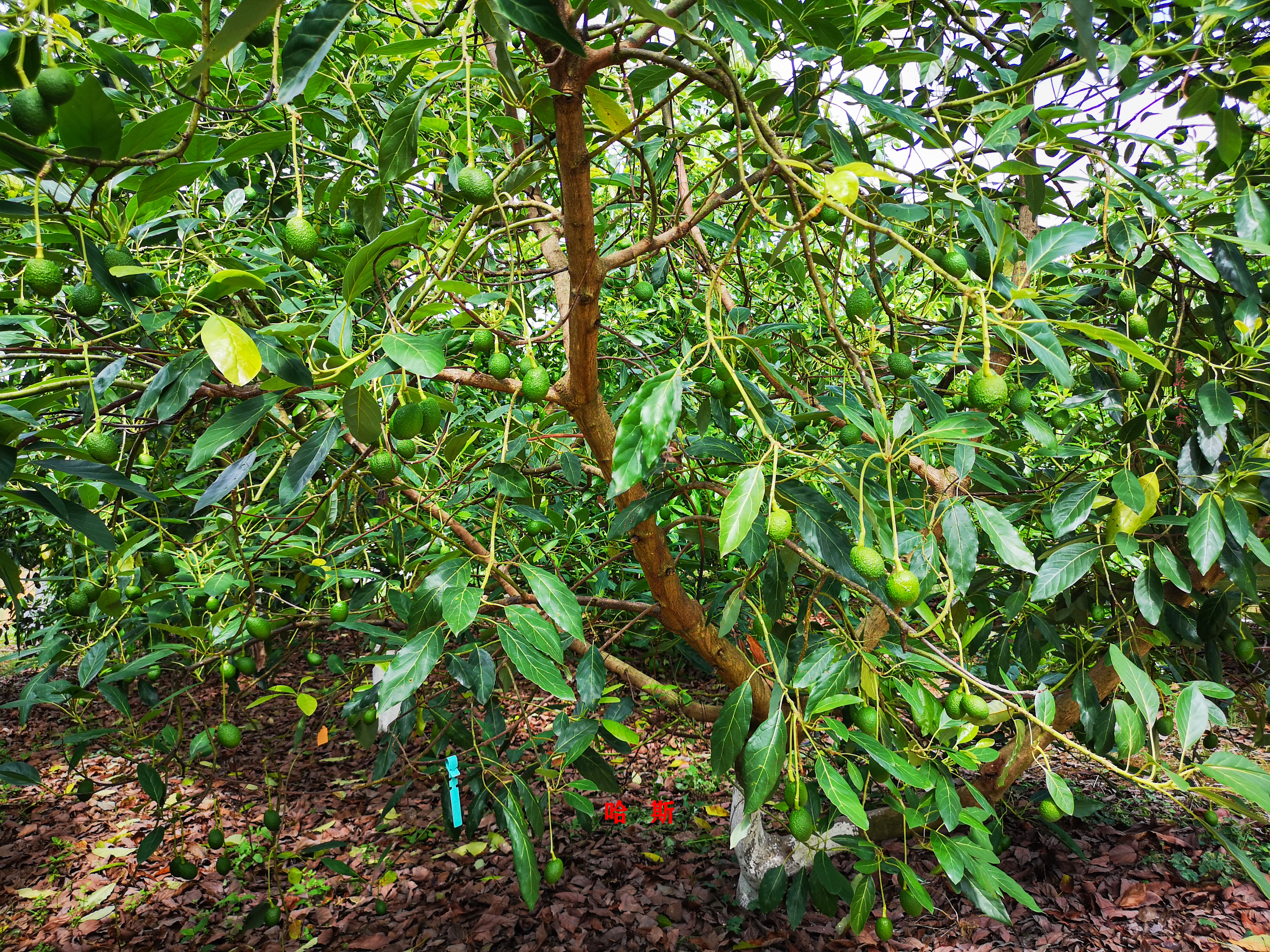 牛油果哈斯还有别的种类么,秘鲁进口哈斯巨无霸牛油果