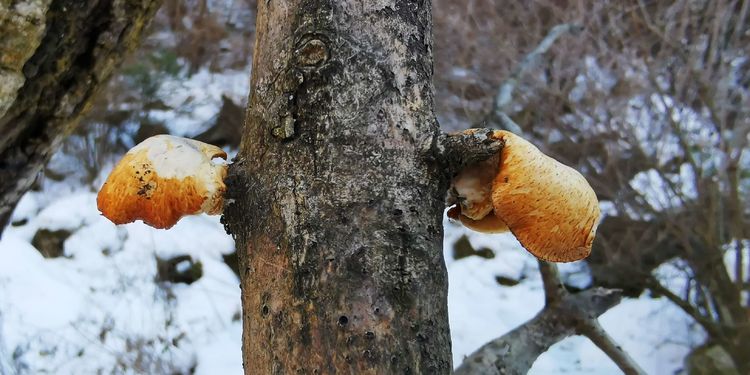 20210117独行太兴山，误入佛国秘境花石湾