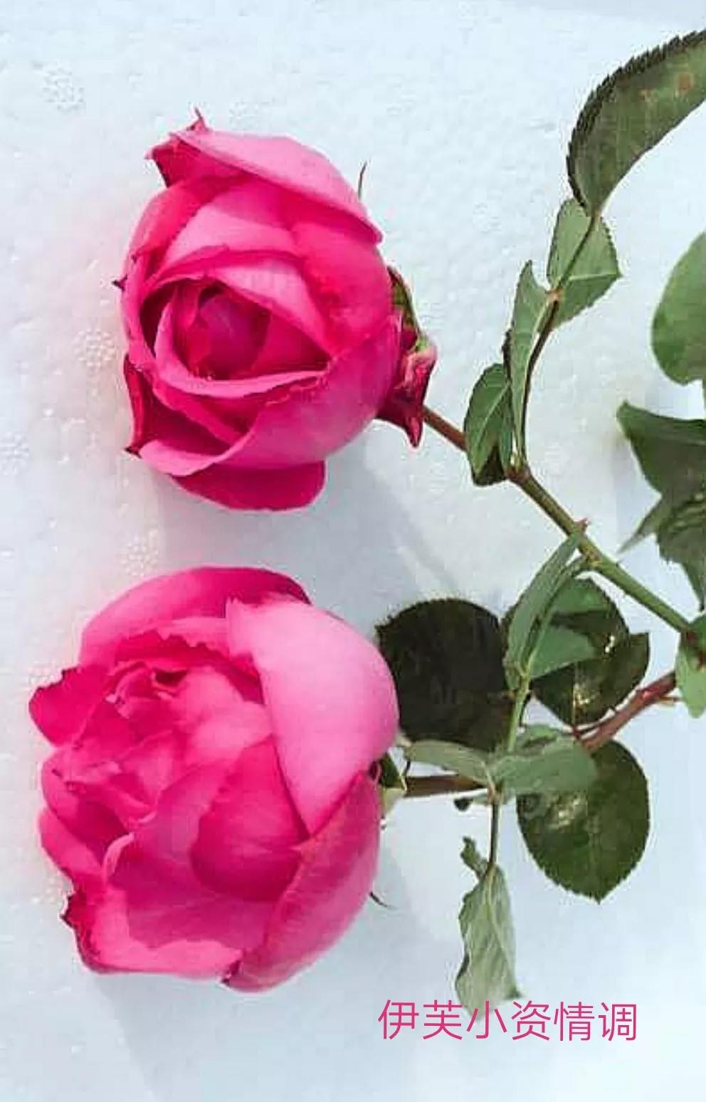 适合做切花的月季品种,十大公认最好切花月季