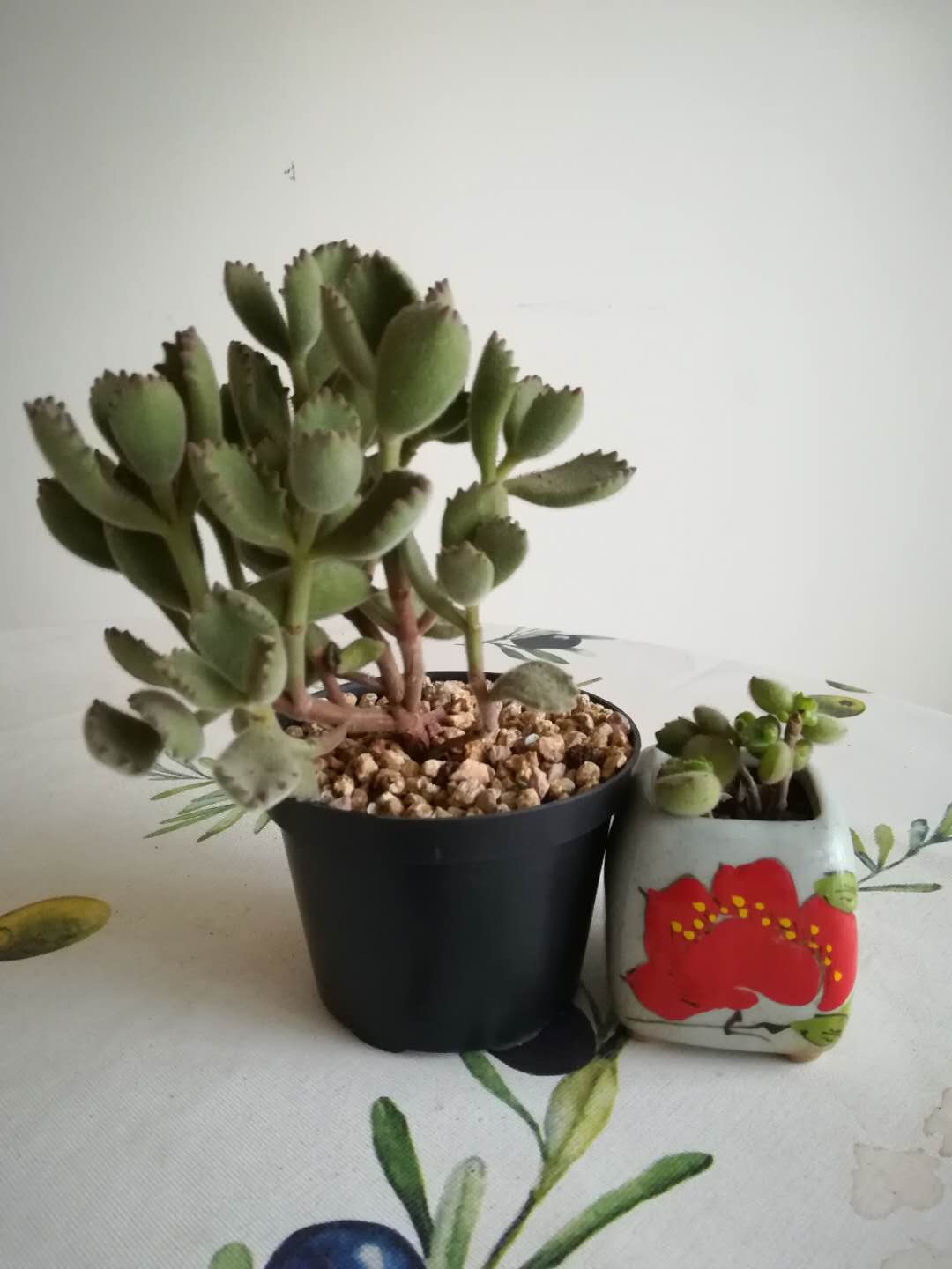 多肉熊童子有什么区别,韩版多肉和国产的区别