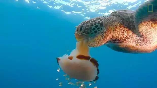 被水母蜇伤后浑身疼痛怎么办,预防水母蜇伤的最佳方法