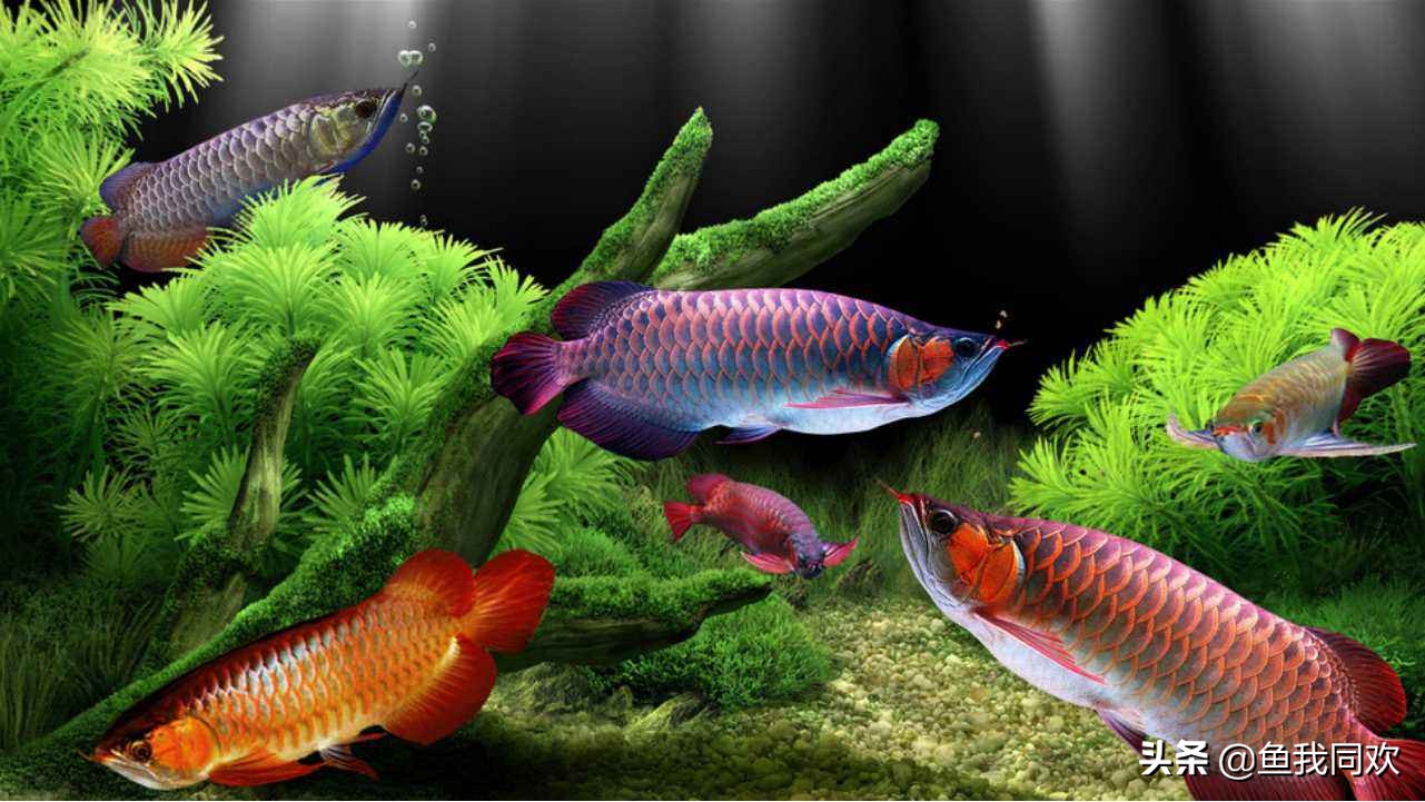 加入配鱼后龙鱼趴缸了,龙鱼吃食正常就是趴缸