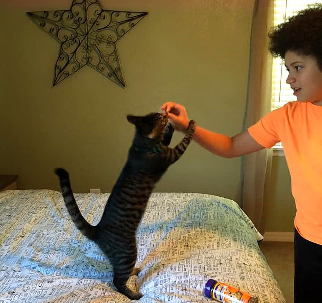 宠物主最担心猫咪什么问题,宠物主最担心猫咪出什么问题