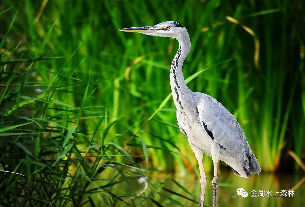 亲子游推荐地金湖水上森林景区,金湖水上森林景区攻略视频