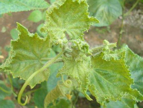 植物病毒是特效药吗,植物病毒病最新防治方法