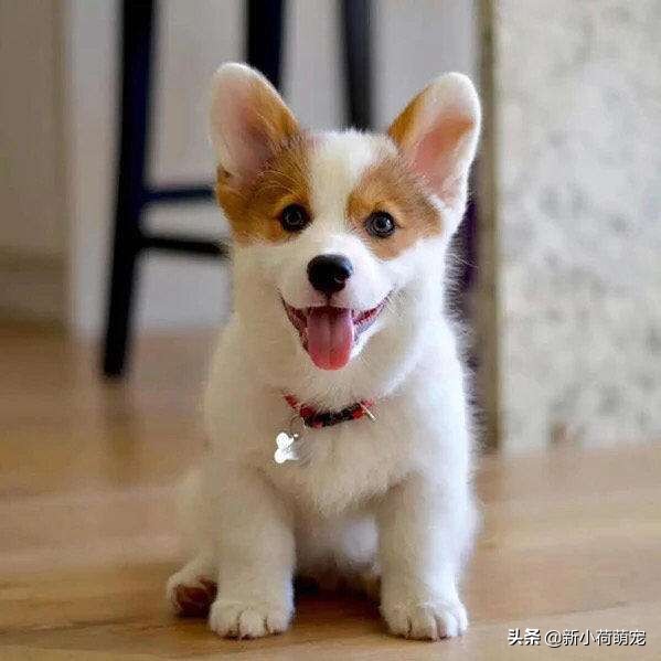 犯了错的柯基被关进笼子，宝宝放声大哭，爸爸的解决方法太赞了