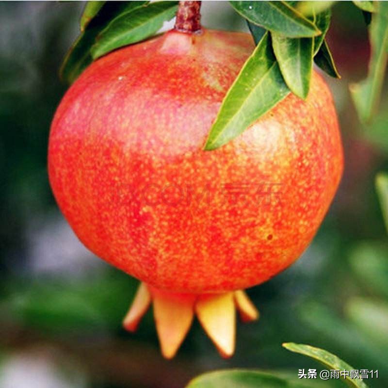 石榴怎么养才开花,石榴怎么养才好养活