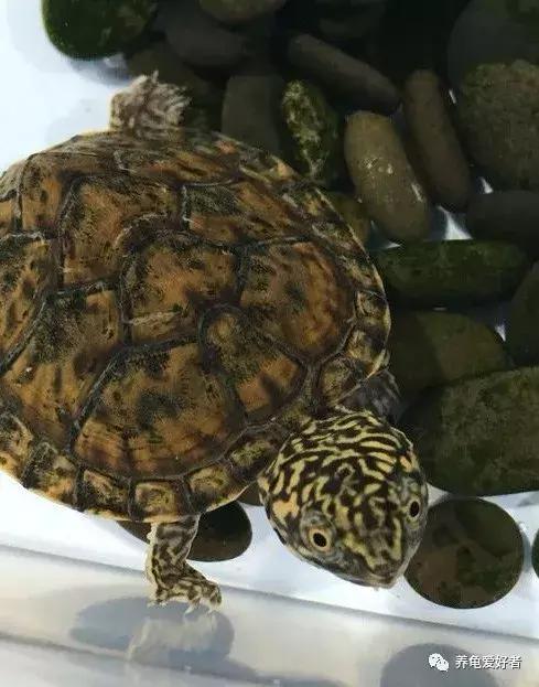 新手养龟的技巧和注意事项,新手养龟注意事项和方法
