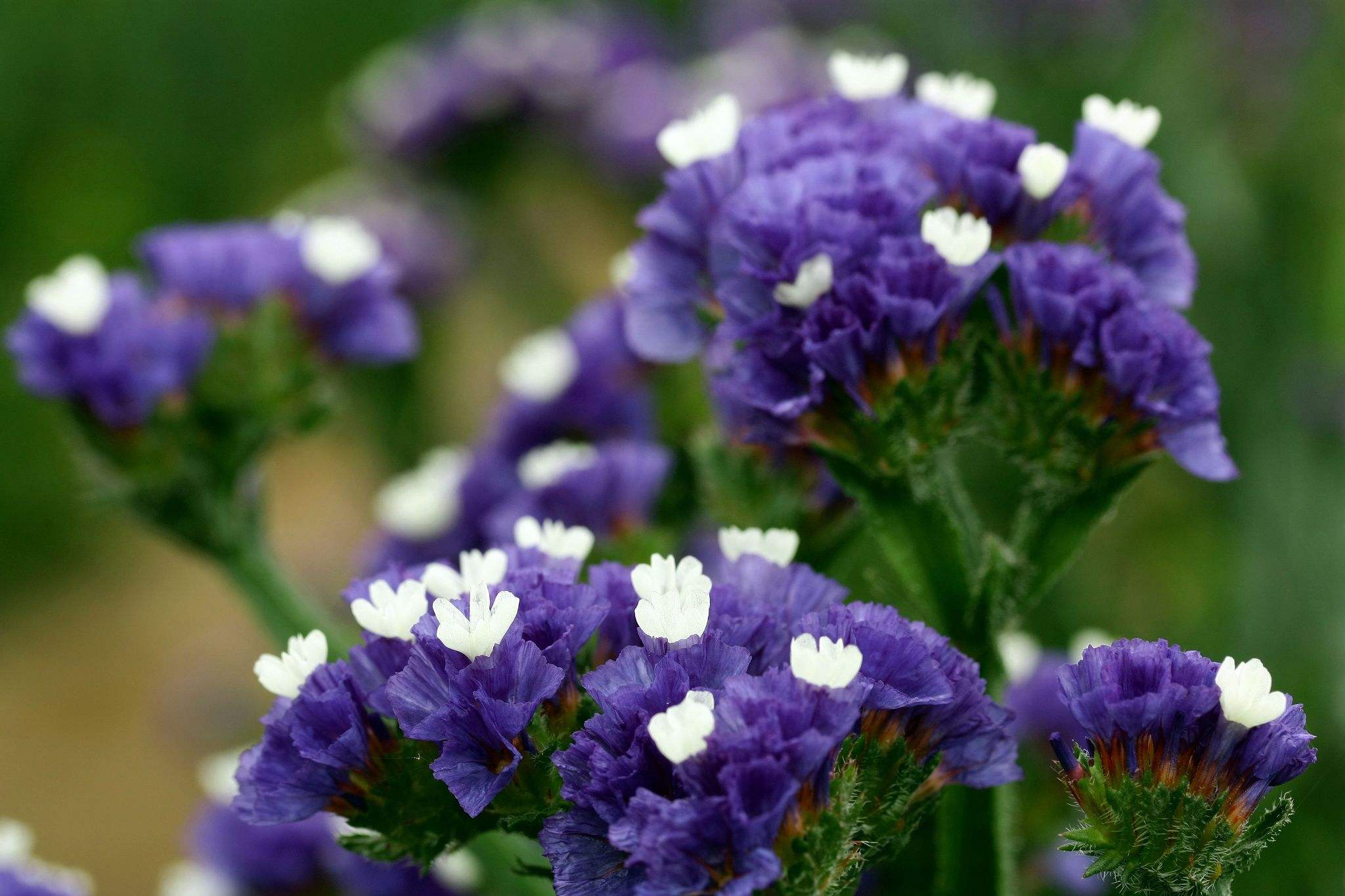 100种花语图解大全,100种象征着爱情的花的花语