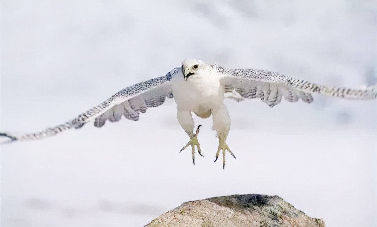 万鹰之神海东青结局,万鹰之神海东青视频