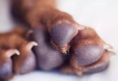 狗狗趾间炎不难治，方法都在这里