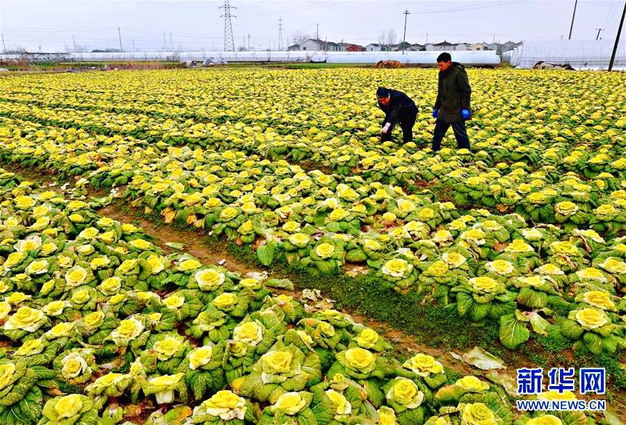 红玫瑰白菜,玫瑰花一样的白菜