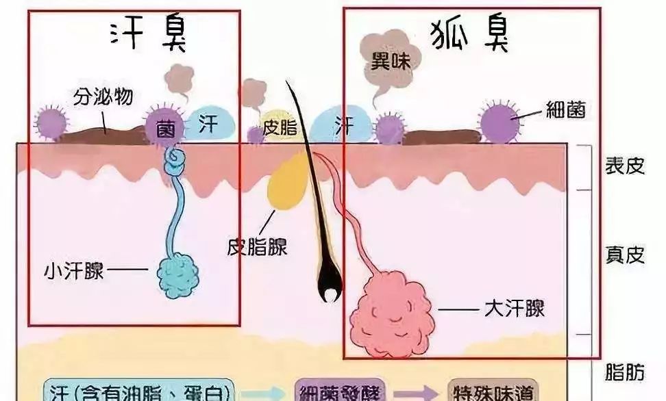 夏天来了，这个部位出汗真的很尴尬...