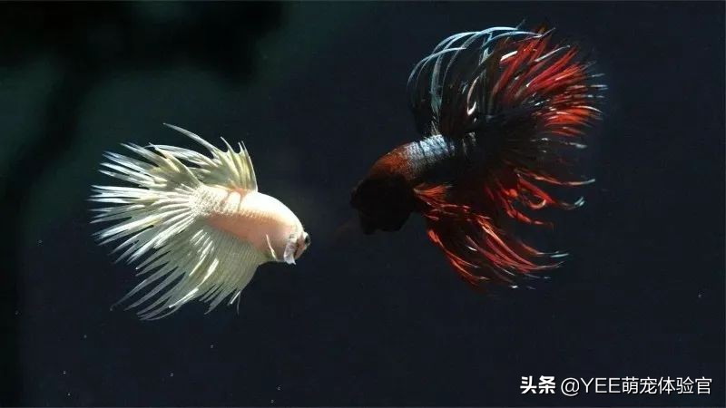 泰国斗鱼同品种不同色杂交会怎样,泰国斗鱼从出卵到长大过程