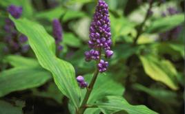 姜的种植方法云南,云南大姜种植6月份管理技术