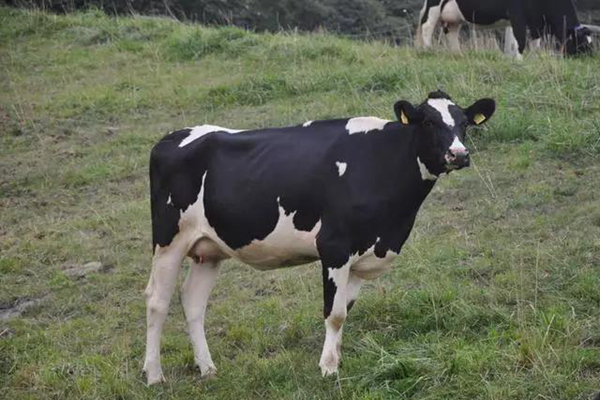 日本最成功的主题农场,日本农场十大排名