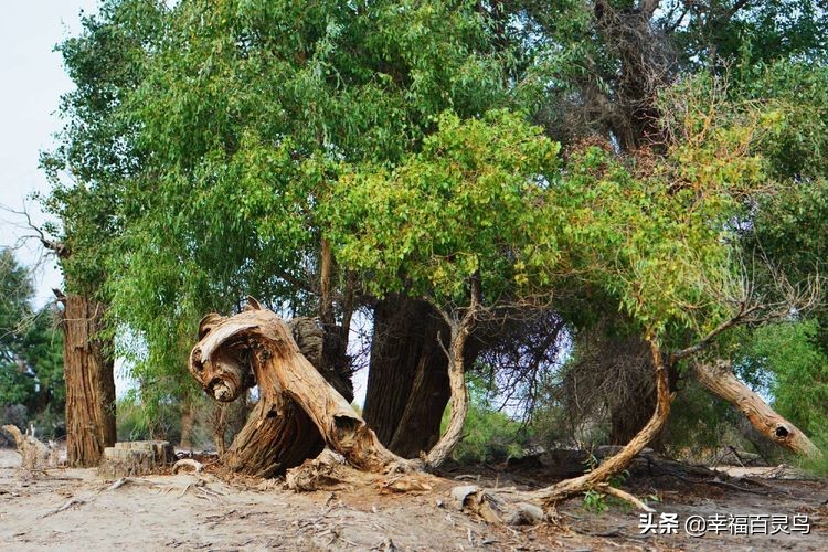 有了这攻略,自驾*藏西**游省心很多