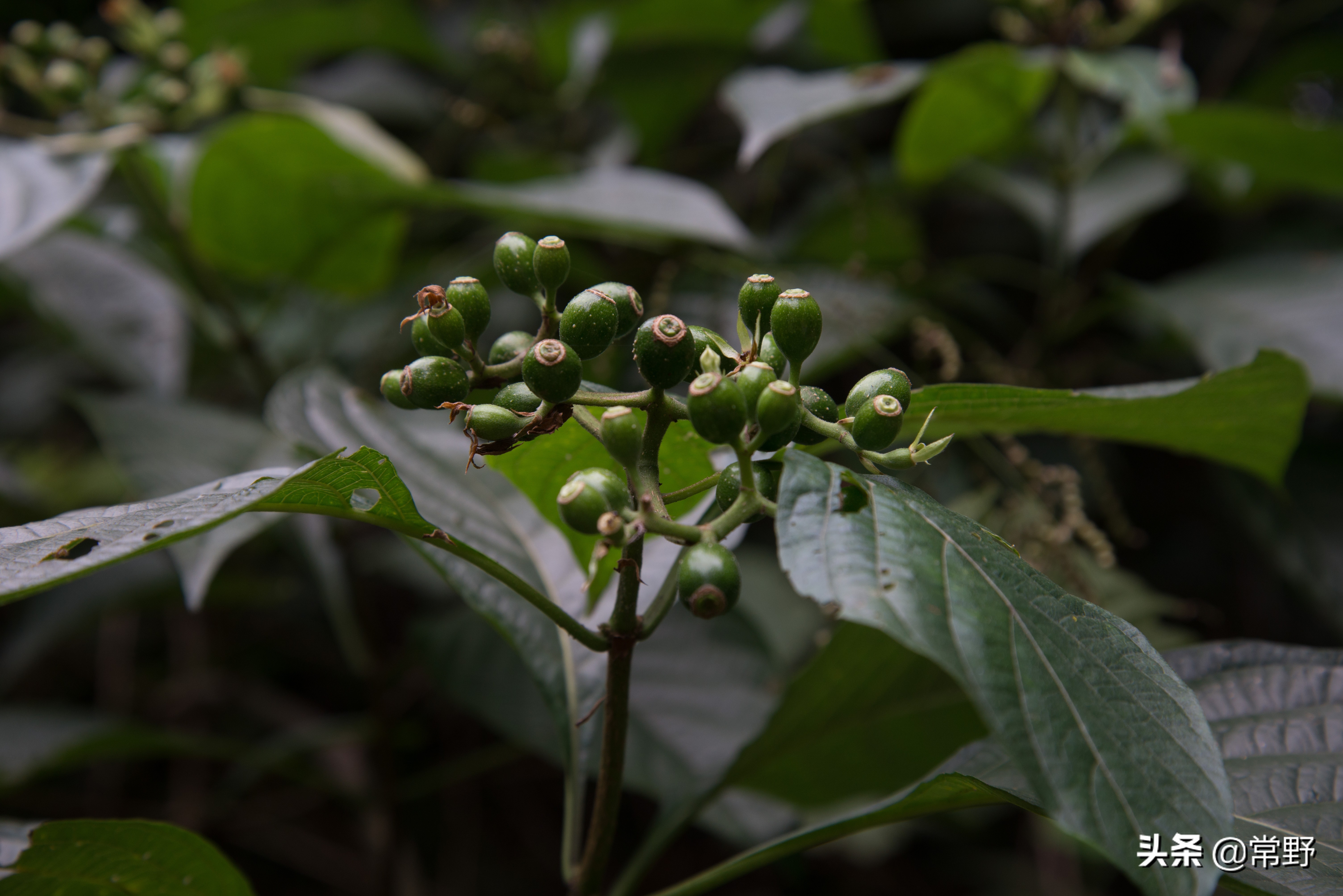 长沙谷山为什么叫谷山,长沙郊野公园