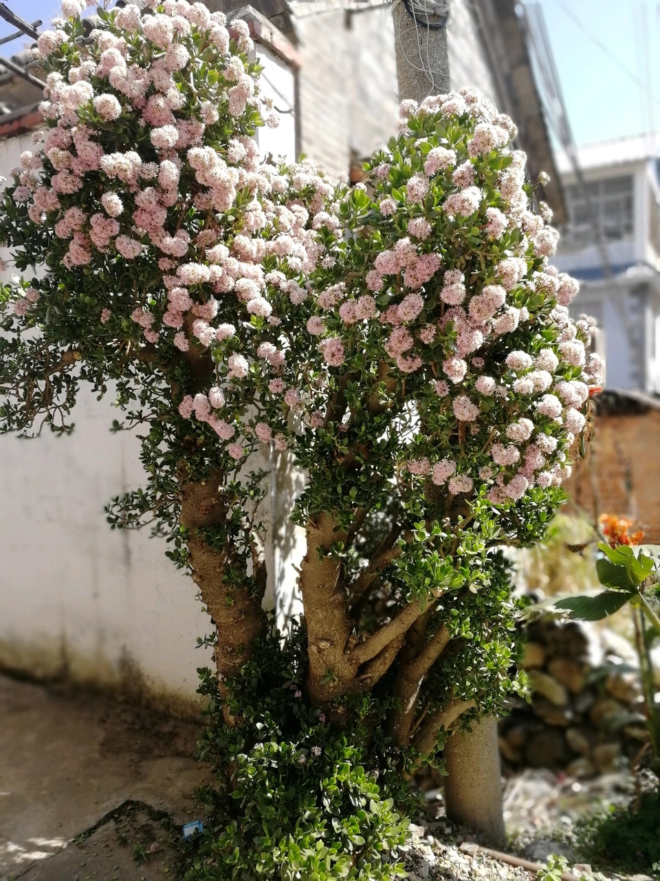 玉树叶子发黄的原因有这5点,合理养护可使其叶子绿得油光发亮