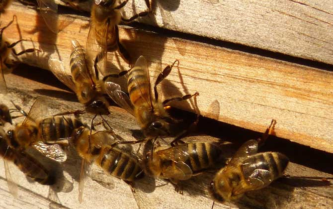 蜜蜂养殖技术全部视频播放,蜜蜂养殖知识及技术大全图解