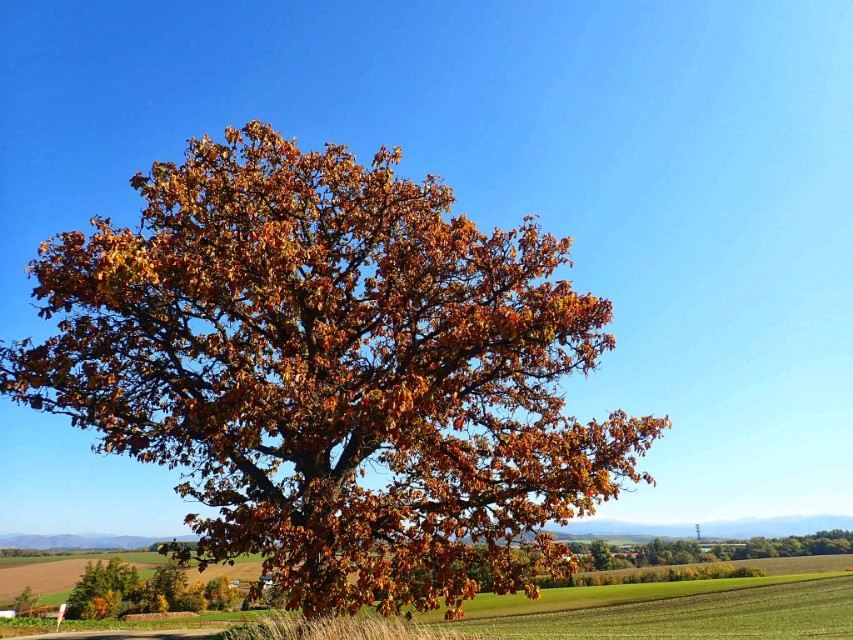 北海道登别到美瑛町需多久,日本北海道美瑛川的雪景