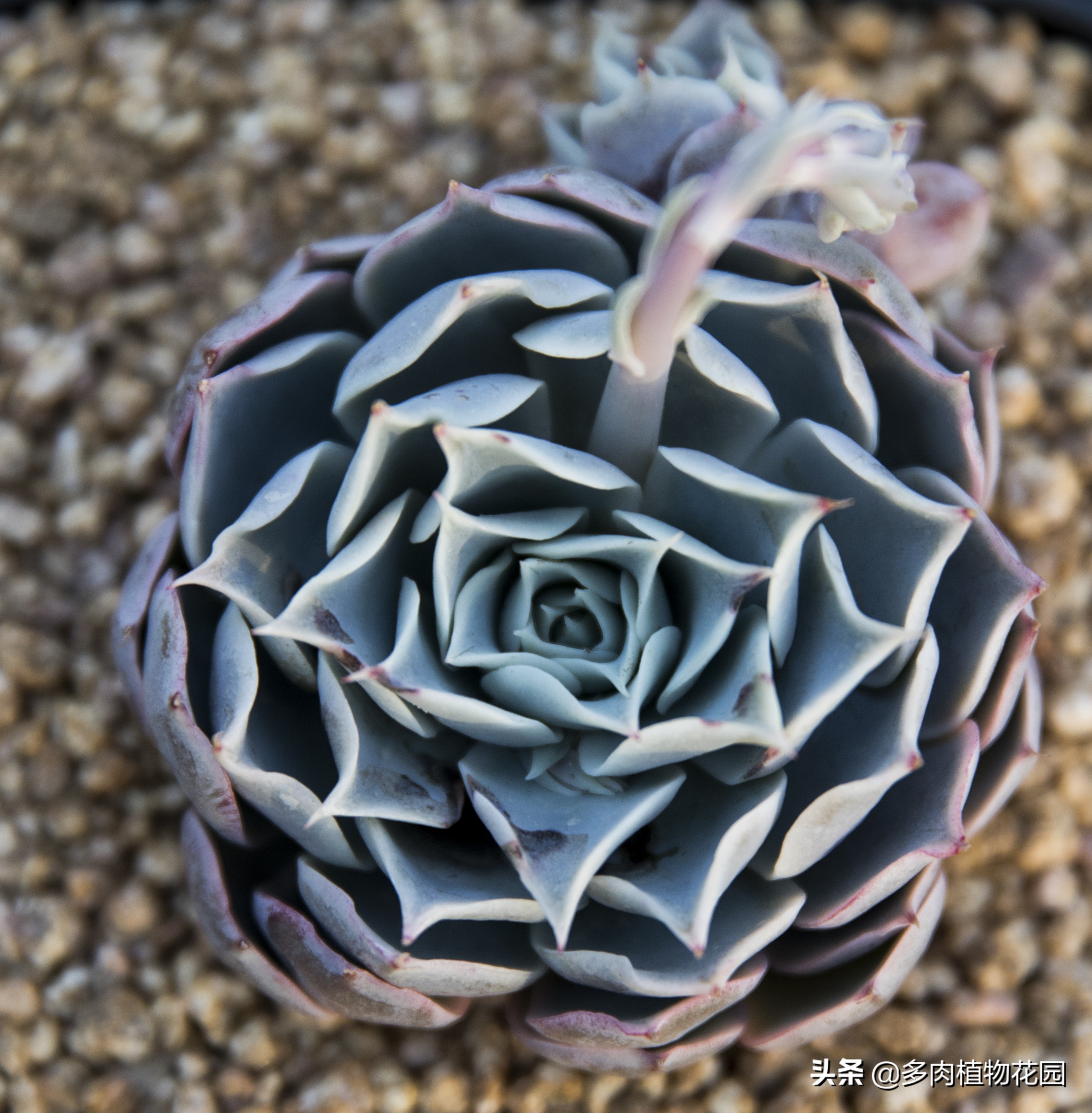 多肉浇水要注意什么,多肉浇水用错肥料