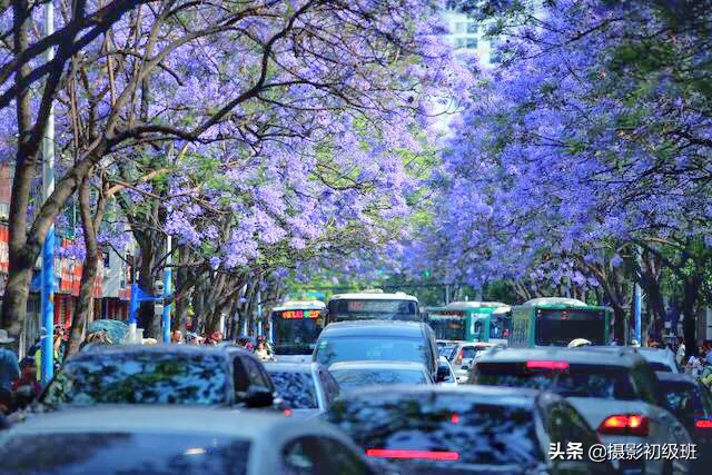 小清新摄影后期修图教程,花卉照片修图技巧