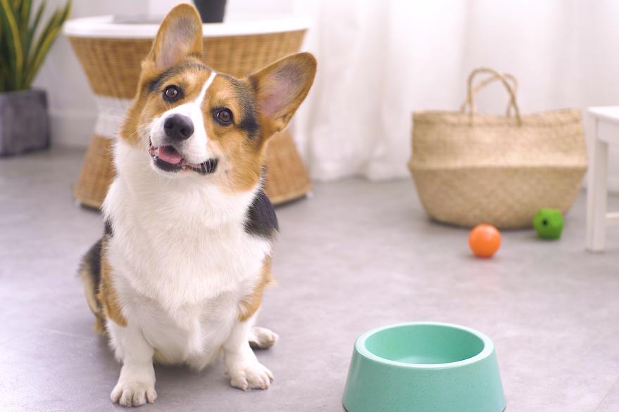 肠胃宝和益生菌哪个对狗狗好,狗狗的益生菌哪个牌子最好