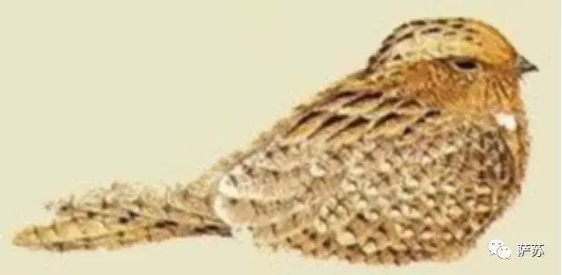 这种*疆新**特有的暗夜精灵,为何在人类视野中消失了90年?