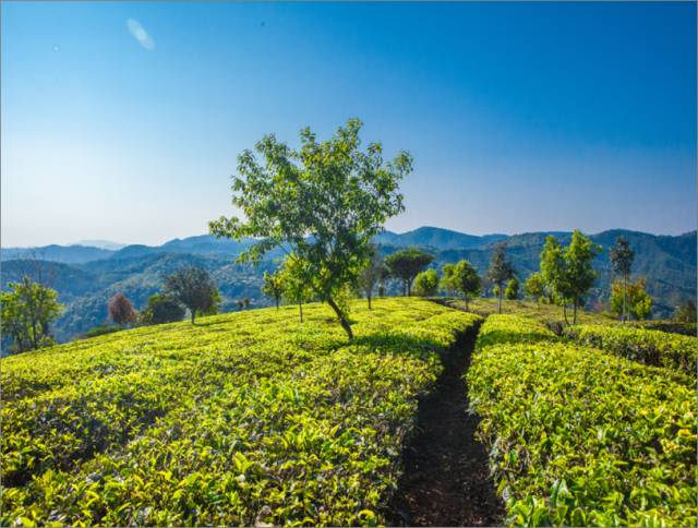 全国十大名茶旅游地,中国十大茶旅
