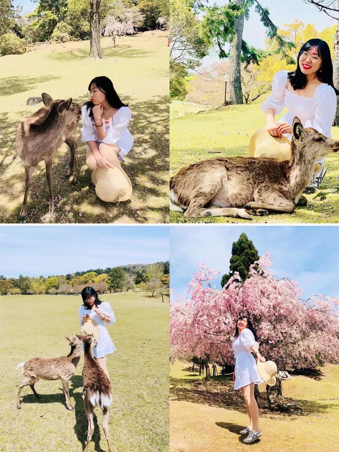 #Lili travel #日本樱花季之旅，畅游东京、京都、大阪！