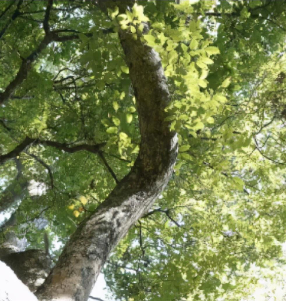 实木大果紫檀,木知识