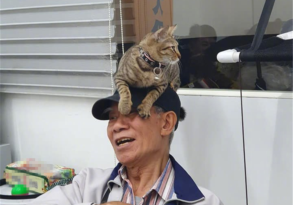 爷爷养的狸花猫粘我,爷爷养的狸花猫抓老鼠