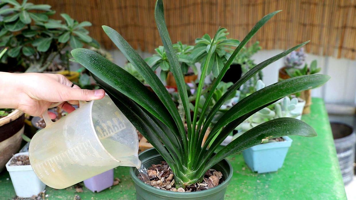 君子兰换土老根太大要不要剪掉,烂根君子兰怎么快速养根