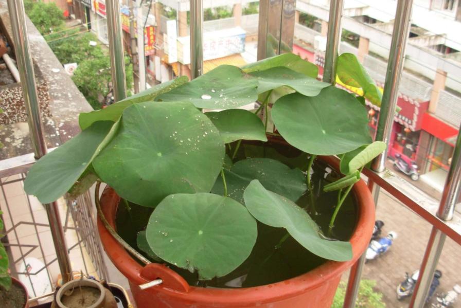 碗莲种藕方法全过程,碗莲种藕怎样藏头露尾