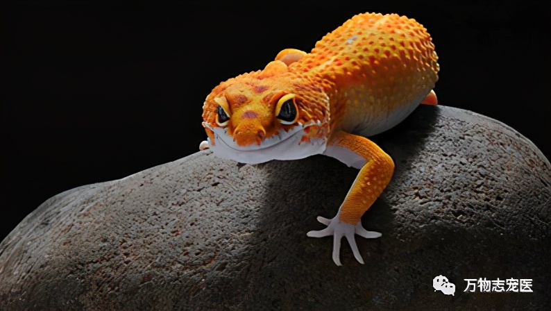 守宫幼体饲养入门常识,新宠到家怎么养