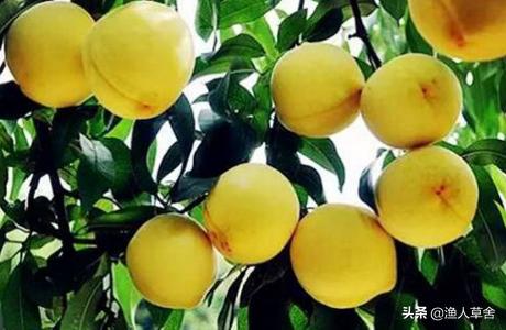 桃子成熟了怎么管理,桃子个头长小怎么办