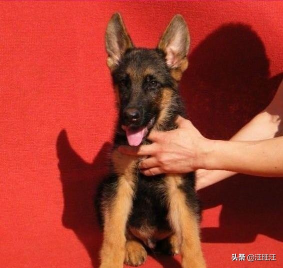 看家护院中型犬推荐,精品德国牧羊犬放羊看家护院好犬