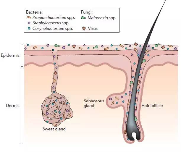 长了青春痘该怎么治,长了青春痘怎么办