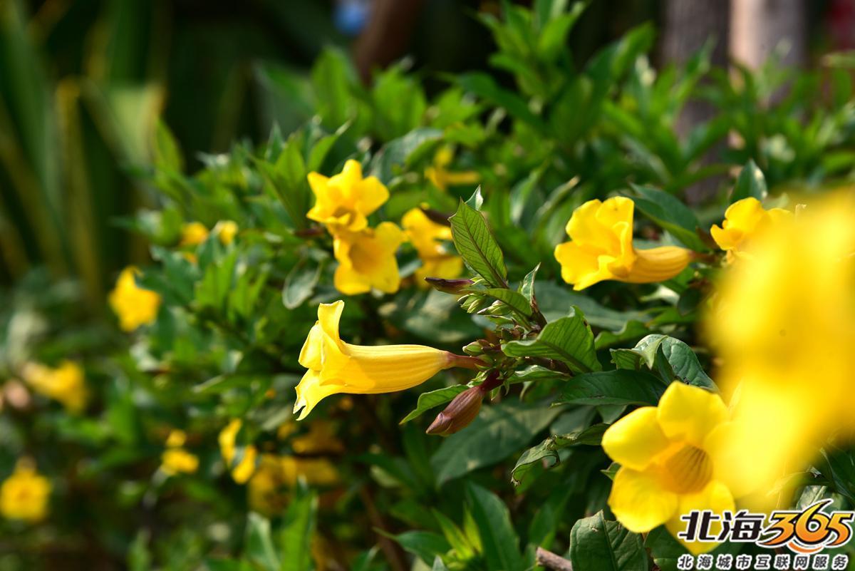 「多图」春天来了!北海街头的三角梅、黄花风铃开得好艳