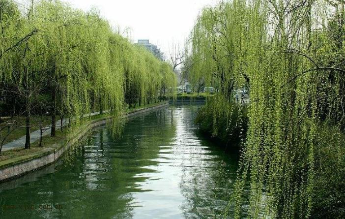 柳树种植技术与管理病虫害有哪些,柳树苗的栽培与管理