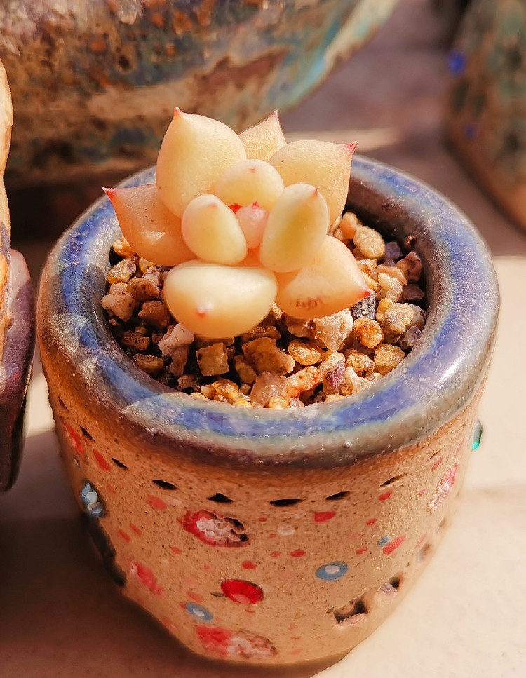 养多肉的感悟熬过冬季,象牙多肉养护方法