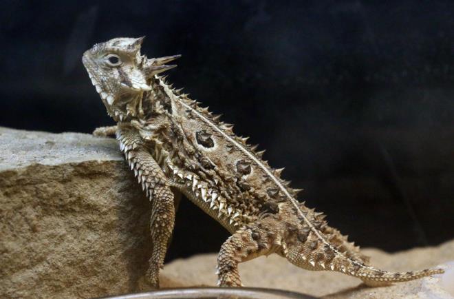 地球最奇特的沙漠,地球上最优越的气候是什么气候