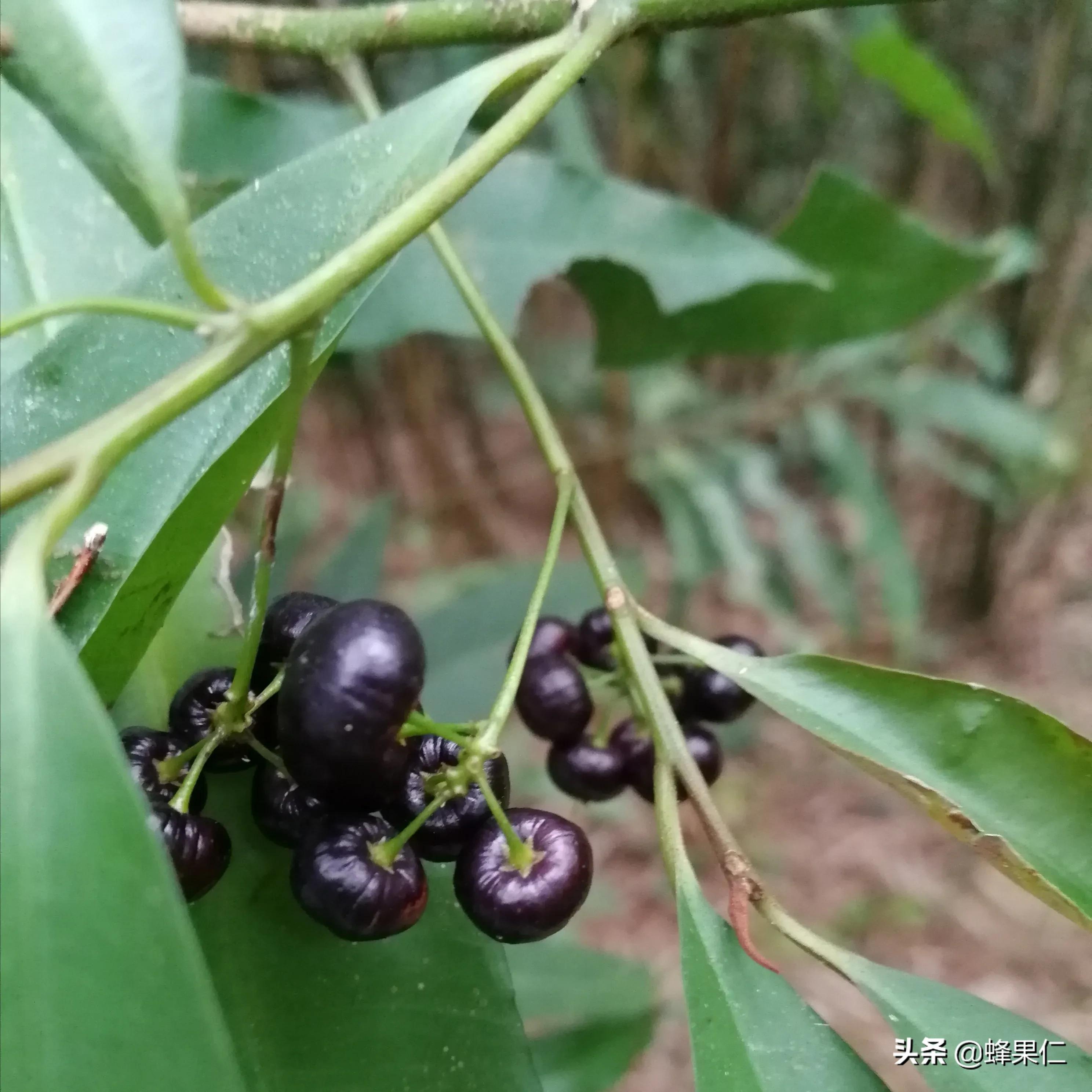 农村的所有野果,农村常见50种野果